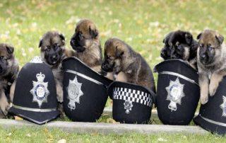New Bethlehem Police Dog Contest