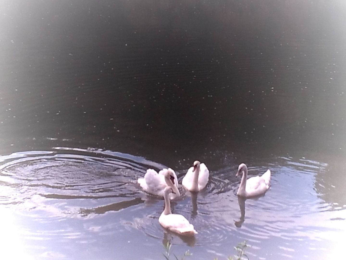 New Bethlehem Swans 1