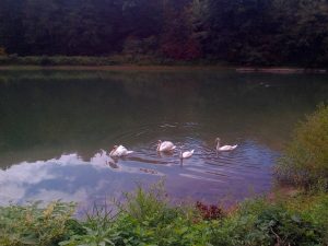 New Bethlehem Swans 2 300x225