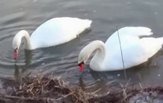 Photo courtesy of Patty Kline New Bethlehem Swans 2018 (1)