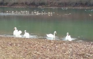 Photo courtesy of Patty Kline New Bethlehem Swans 2018 (10)