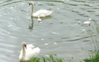 Photo courtesy of Patty Kline New Bethlehem Swans 2018 (12)