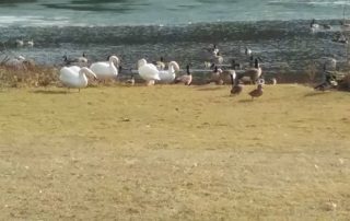 Photo courtesy of Patty Kline New Bethlehem Swans 2018 (3)