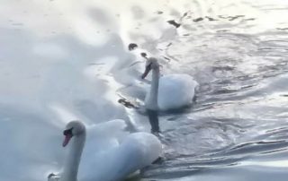 Photo courtesy of Patty Kline New Bethlehem Swans 2018 (4)