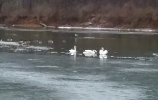 Photo courtesy of Patty Kline New Bethlehem Swans 2018 (5)