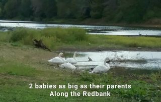 Photo courtesy of Patty Kline New Bethlehem Swans 2018 (6)