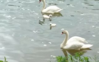 Photo courtesy of Patty Kline New Bethlehem Swans 2018 (7)