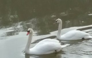 Photo courtesy of Patty Kline New Bethlehem Swans 2018 (8)