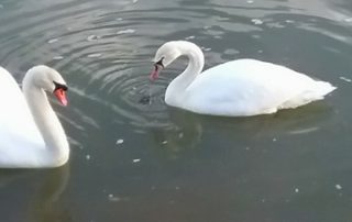 Photo courtesy of Patty Kline New Bethlehem Swans 2018 (9)