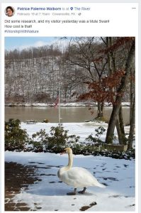New Bethlehem Swans 3 199x300