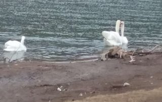 Swans Reunited – New Bethlehem PA (1)