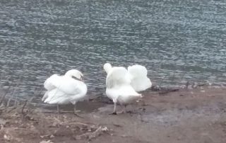 Swans Reunited – New Bethlehem PA (10)