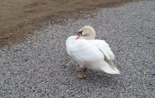 Swans Reunited – New Bethlehem PA (11)