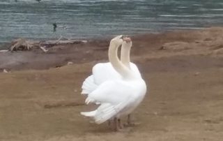 Swans Reunited – New Bethlehem PA (12)