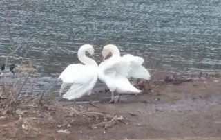 Swans Reunited – New Bethlehem PA (13)