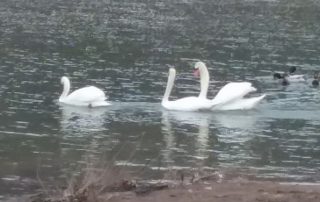 Swans Reunited – New Bethlehem PA (15)