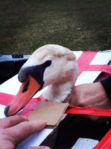 Swans Reunited New Bethlehem PA 2 225x300