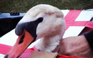Swans Reunited – New Bethlehem PA (2)