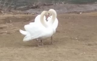 Swans Reunited – New Bethlehem PA (3)