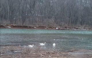 Swans Reunited – New Bethlehem PA (4)