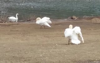 Swans Reunited – New Bethlehem PA (5)