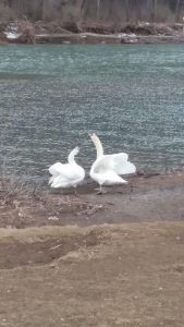 Swans Reunited New Bethlehem PA 6 169x300