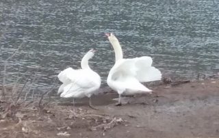 Swans Reunited – New Bethlehem PA (6)
