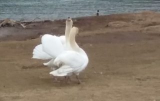 Swans Reunited – New Bethlehem PA (7)