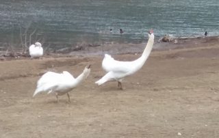 Swans Reunited – New Bethlehem PA (8)