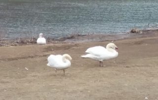 Swans Reunited – New Bethlehem PA (9)