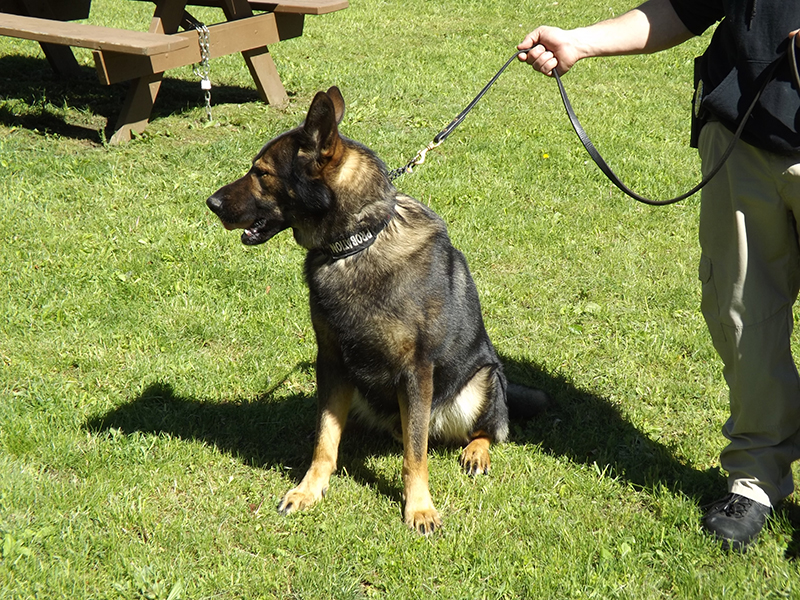 Police Dog