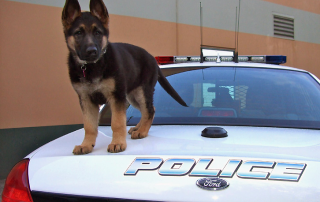 New Bethlehem Police Dog Contest