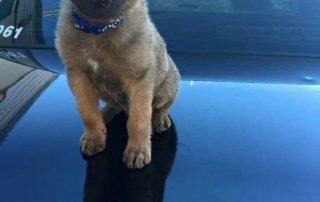 New Bethlehem Police Dog Contest