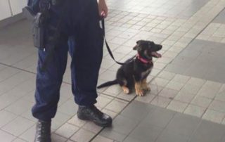K9 Grant Contest – New Bethlehem Police Dog 2019 (6)