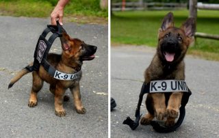 New Bethlehem Police Dog Contest
