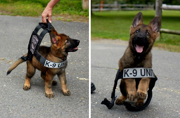 K9 Grant Contest New Bethlehem Police Dog 2019 8